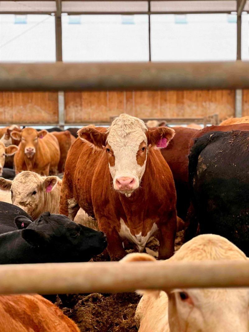 Hereford-cross steer at Bielak Family Farms